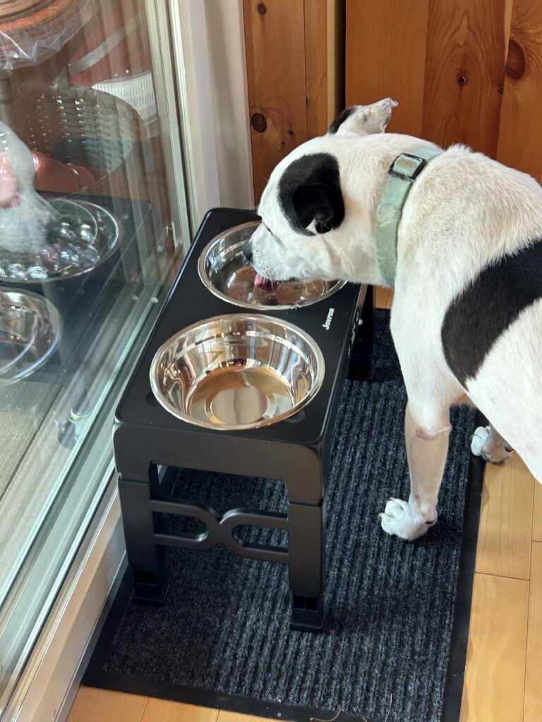 Jovrun elevated dog bowls